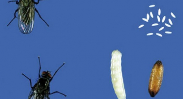 Musíte se zbavit kapustové mušky. Preventivní a kontrolní opatření